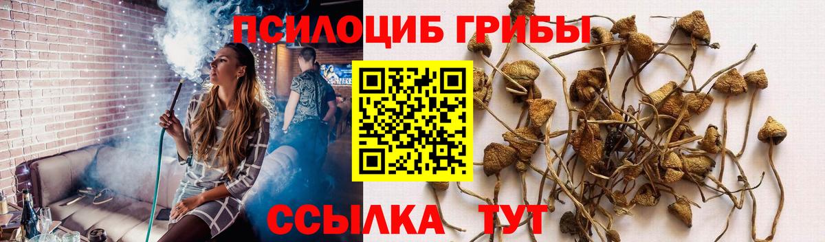Псилоцибиновые грибы мицелий Нижний Новгород